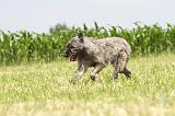 BOUVIER DES ARDENNES 044